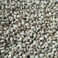 پسته شمارا به بالاترین قیمت خریداریم|خدمات باغبانی و درختکاری|تربت جام, یحیی آباد|دیوار