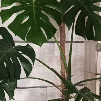 مانسترا کینگ. سبز