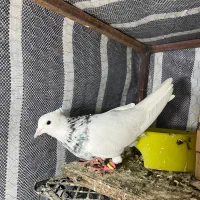 کبوتر طوقی|پرنده|تاتار علیا, |دیوار