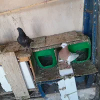 تعدادی کبوتر|پرنده|نیشابور, مدرس|دیوار