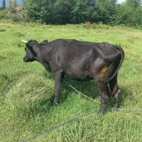 گاو و گوساله نر دورگ|حیوانات مزرعه|رشت, یخسازی|دیوار