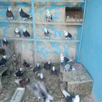 55عدد کفتر یکجا بفروش میرسد