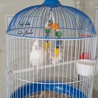 عروس هلندی|پرنده|محمدشهر, محمدشهر|دیوار