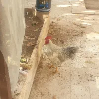 خروس سالم و قوی