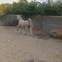 اسب