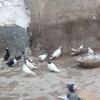 22 عدد کبوتر|پرنده|آبکوه, |دیوار