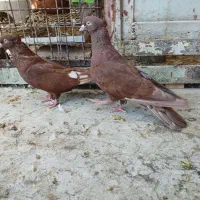 جفت نرماده