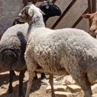بره ماده  600تومان