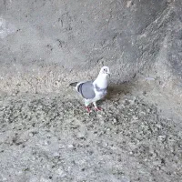 ماده ابلغ|پرنده|زابل, |دیوار