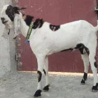 فروش بز نر پاچن