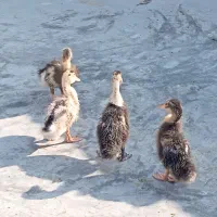 اردک 2ماهه|حیوانات مزرعه|آبپخش, |دیوار