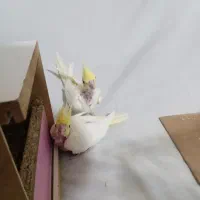 جوجه عروس هلندی|پرنده|مشهد, شهید قربانی|دیوار