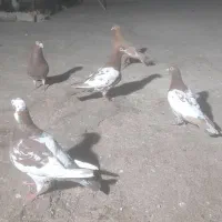 کفتر|پرنده|اهواز, منبع اب|دیوار