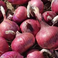 بذر پیاز قرمز درجه یک|گل و گیاه طبیعی|داران, |دیوار