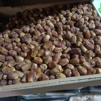 فروش خرمای زاهدی تازه