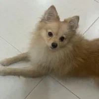 پامر اشپیتز