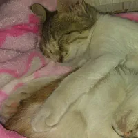 واگذاری گربه