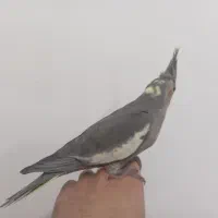 عروس هلندی3ماهه دونخوردستی آماده یادگیری