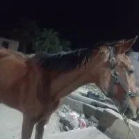 اسب مادیان|اسب و تجهیزات اسبسواری|نرماشیر, |دیوار