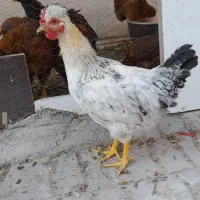 خروس کاکلی