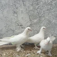 کفتر گره کوک