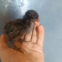 جوجه لاری اصل