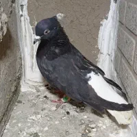 کبوتر رنگی پرشی نر مست