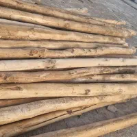 خرید درخت گردو چوب|خدمات باغبانی و درختکاری|یاسوج, |دیوار