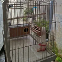 قفس پرنده|لوازم جانبی حیوانات|رشت, پارک شهر|دیوار