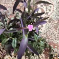 زیبا وشاداب