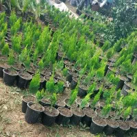 کامیس ۳/۵|فعالیت داوطلبانه تحقیقاتی|کلاچای, |دیوار