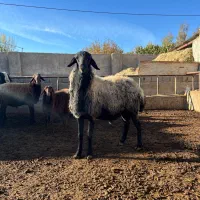 قوچ شال اصیل|حیوانات مزرعه|ماهدشت, |دیوار