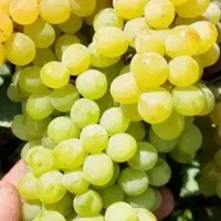 کار گر باغ اسپار