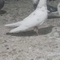چهار دانه کبوتر پرشی همه نشون دار