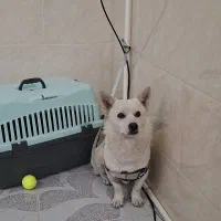 سگ پا کوتاه