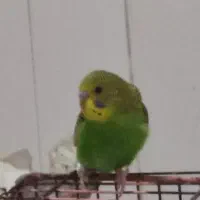 یک عدد مرغ عشق نر زیبا