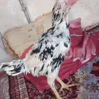 مرغ لاری انگلیس