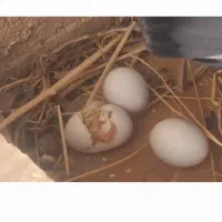 کبوترهای کینگ مولد و تخمگذار|پرنده|خمینی‌شهر, |دیوار