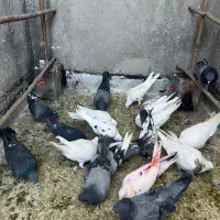 کفتر|پرنده|قم, شهرک فاطمیه|دیوار