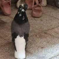 کبوتر رنگی|پرنده|بندر امام خمینی, |دیوار