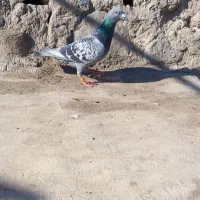 دوبر|پرنده|اردبیل, |دیوار