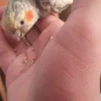 جفت عروس هلندی دستی