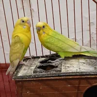 مرغ عشق مولد سالم سلامت|پرنده|بومهن, |دیوار