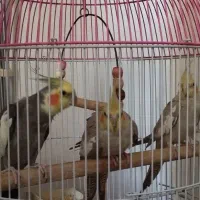 عروس هلندی مولد