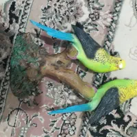 مرغ عشق پولیستر