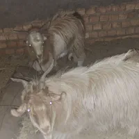 فروش گوسفند چپش نری|حیوانات مزرعه|زرند, |دیوار