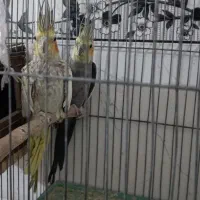 عروس هلندی قناری بلدرچین وحشی|پرنده|کبودرآهنگ, |دیوار