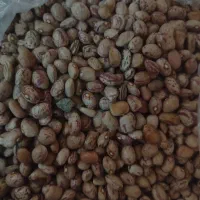 عدس و لوبیا درجه یک زیر قیمت  (تحویل درب منزل)