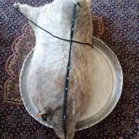 هیزه جا روغن