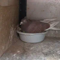 کبوتر معاوضه با عروس